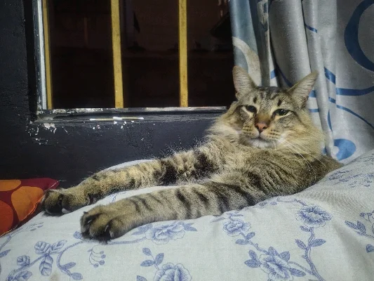 Bruno P.