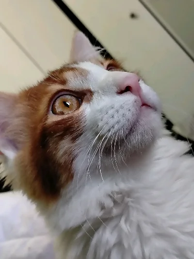 Nilda