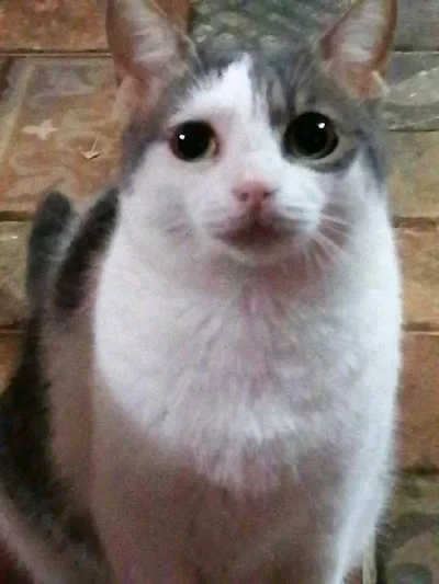 Sopa
