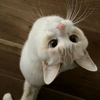 Nina :.