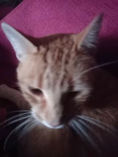 Felipe V.