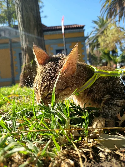Fernando