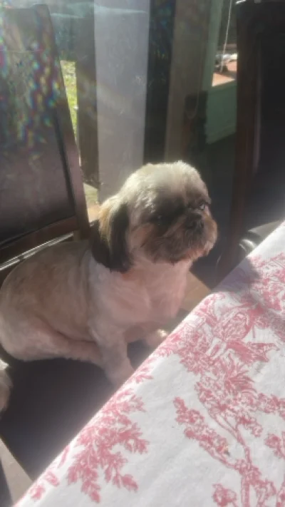 Angelo