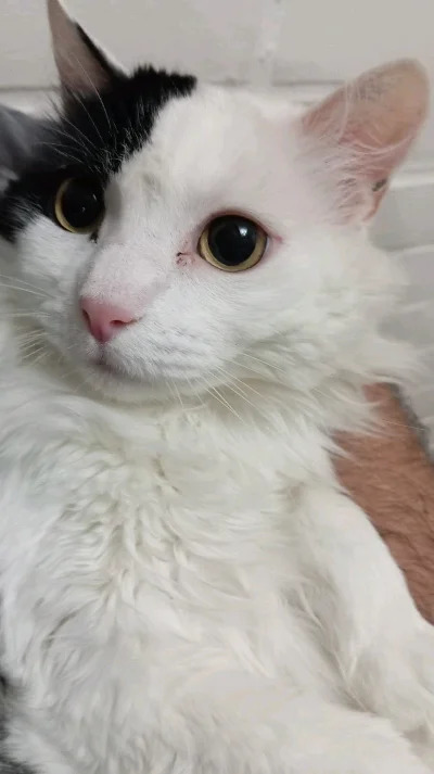 Estefanie