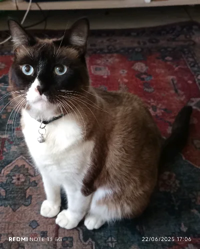 Mitzi