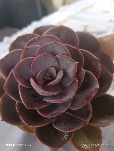Gloria P.