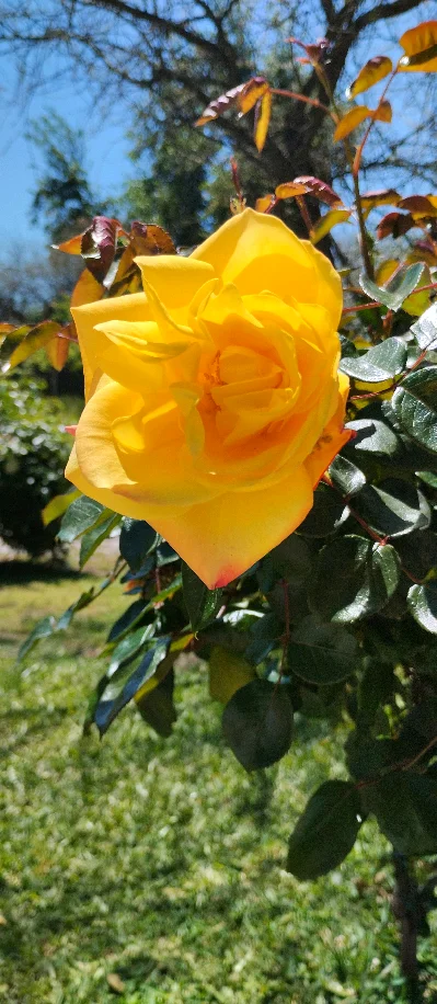 Cecilia E.