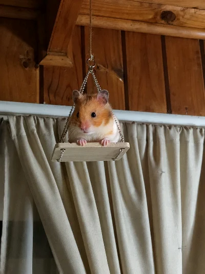 Hamster_Store