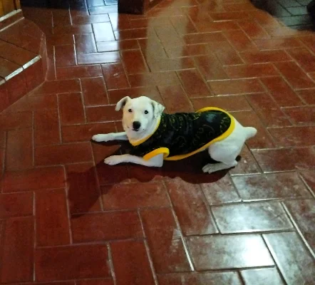 Claudia A.