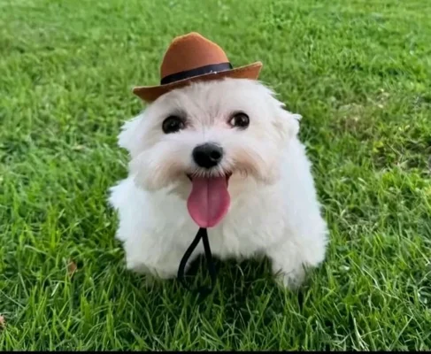 Carlos P.