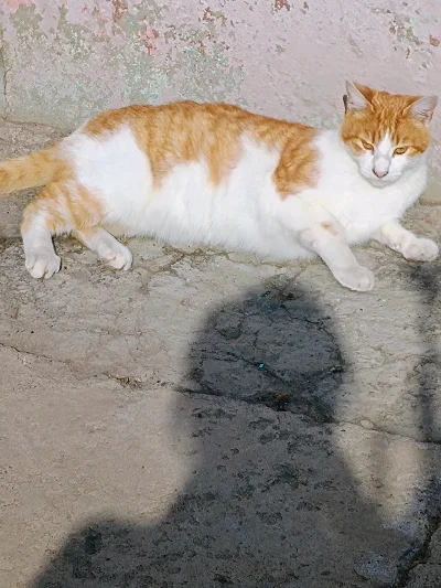 Estrella S.