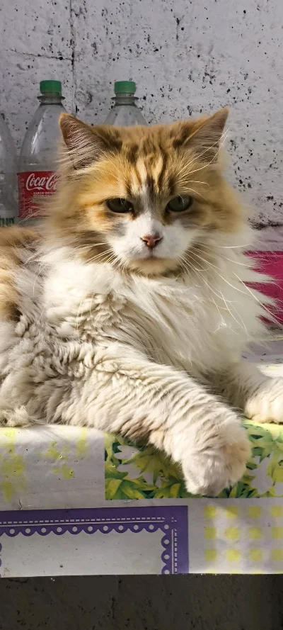 Ivannia A.