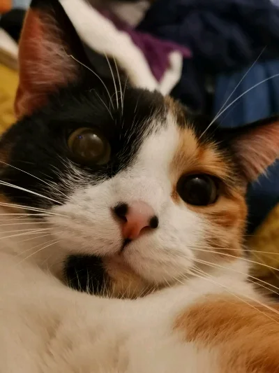 Ari S.