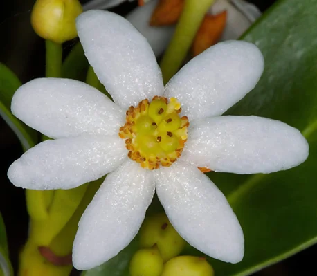Pulguero