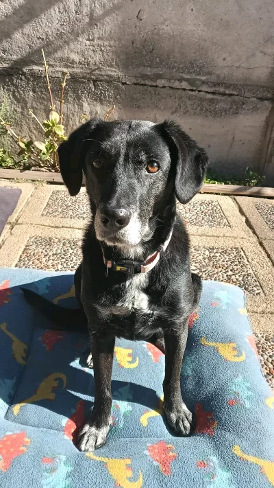 Daniel