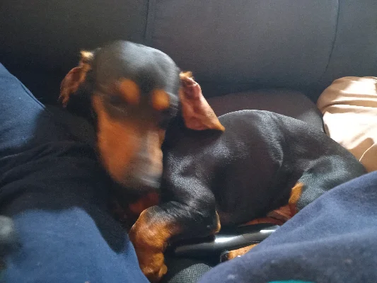 Francisco