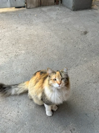Valentina