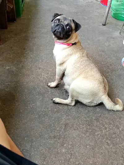 Priscilla