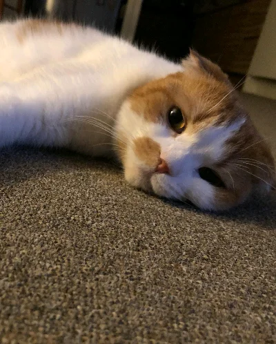 Dora A.