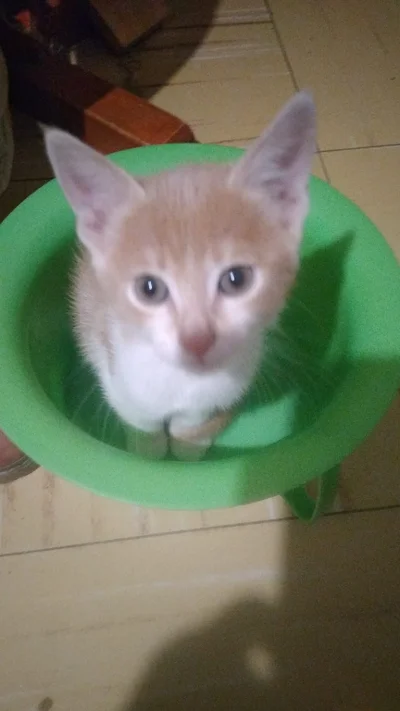 Tomás M.