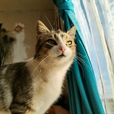 Alice C.
