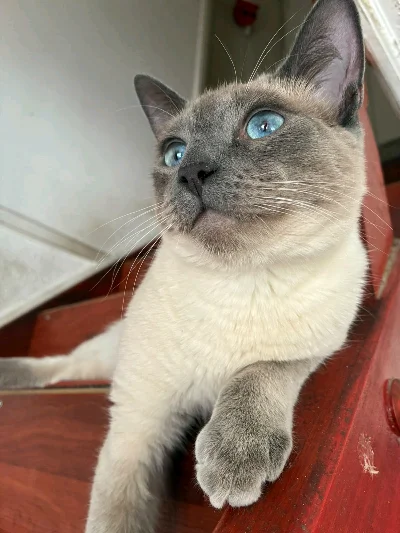 Camille O.
