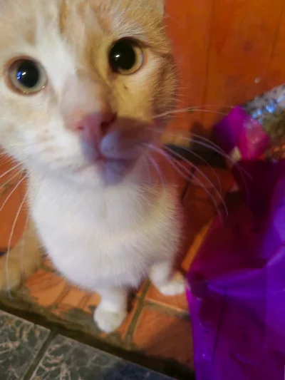 Angel C.