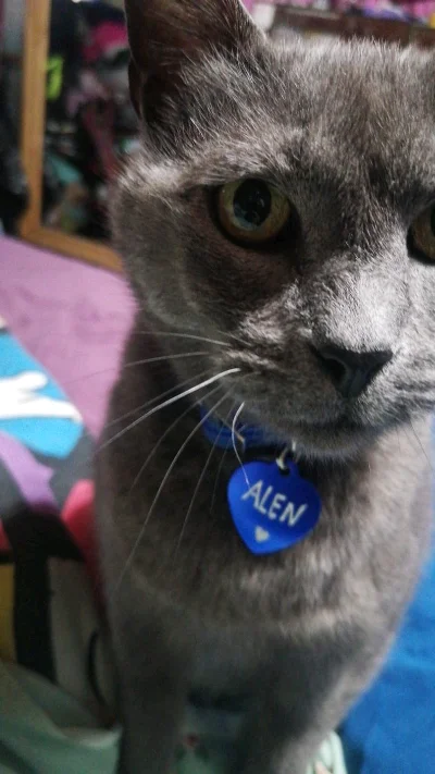 Gatito E.