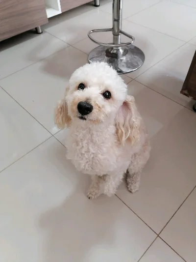 Ale