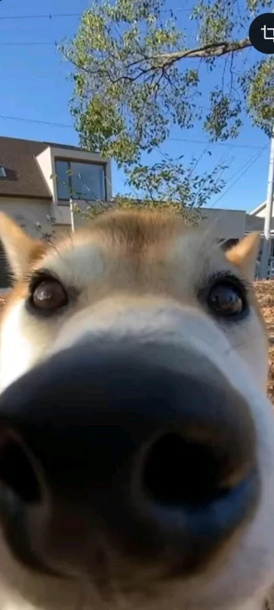 Dogessito 0.