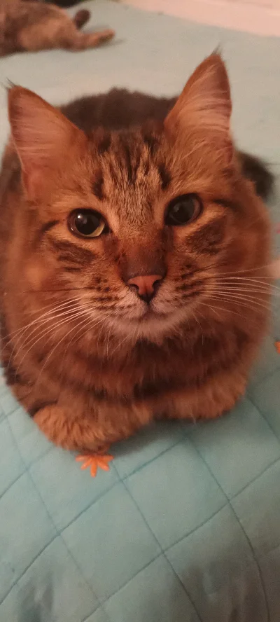 Maximiliano A.