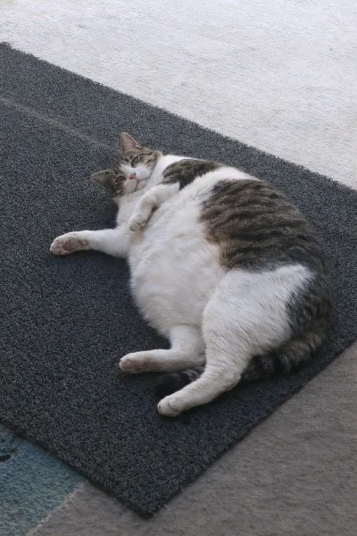 Cattutu