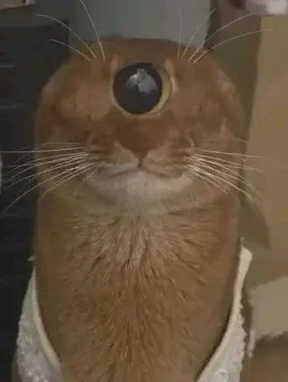 Escarlettttt