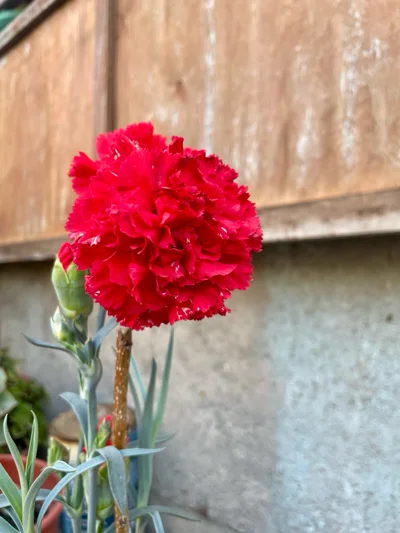🍀Patricia🌺