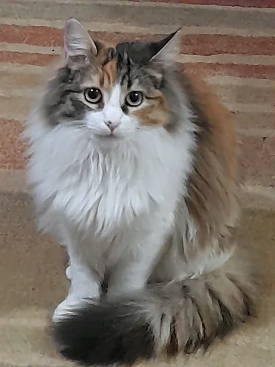 Carlos