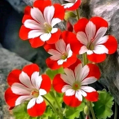 Cecilia O.