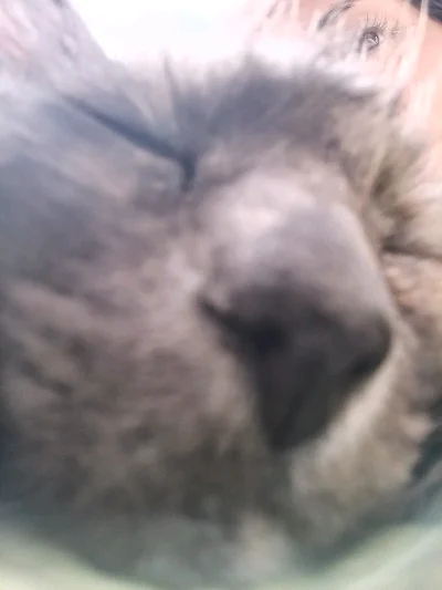 Josefa