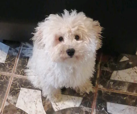 Charlie