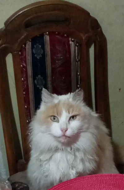Nelson G.