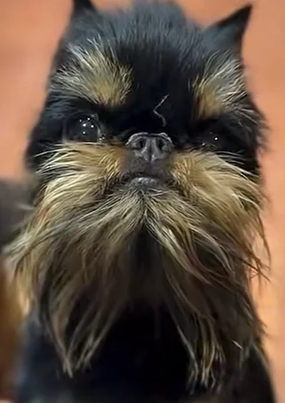 Maximiliano